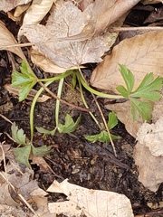 Hydrophyllum virginianum