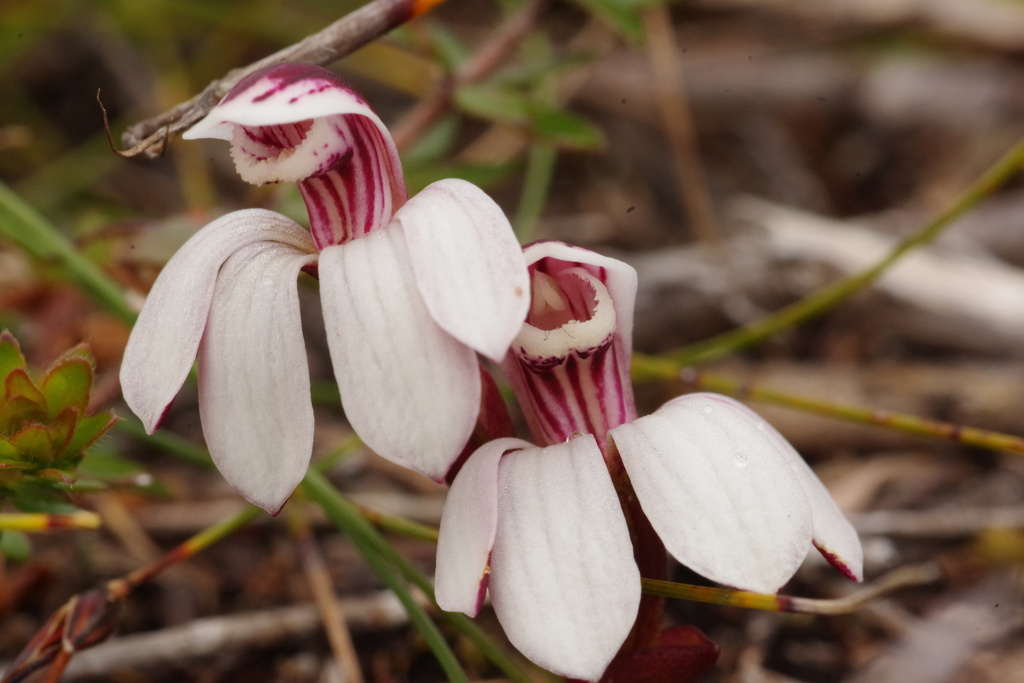 Burnettia cuneata