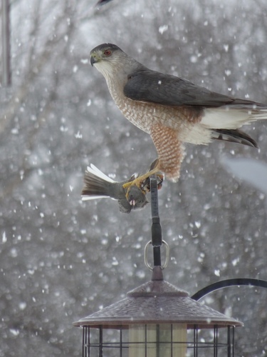 Cooper's Hawk photographed in Minnesota