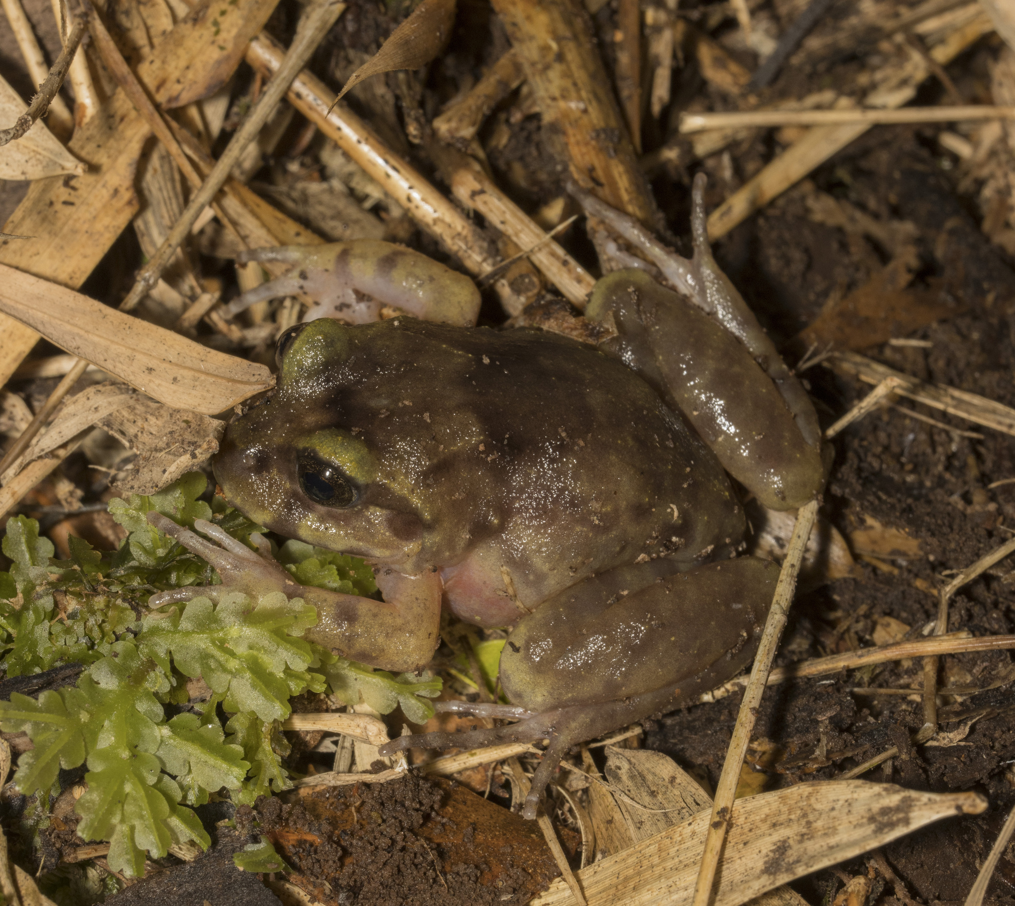 Eupsophus emiliopugini Formas, 1989