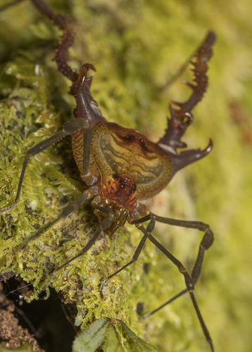 Spinivunus adumbratus
