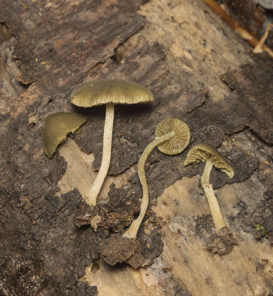 Simocybe olivaceiceps · January 2024 · photo: © sur_endemico (iNaturalist, cc-by-nc)