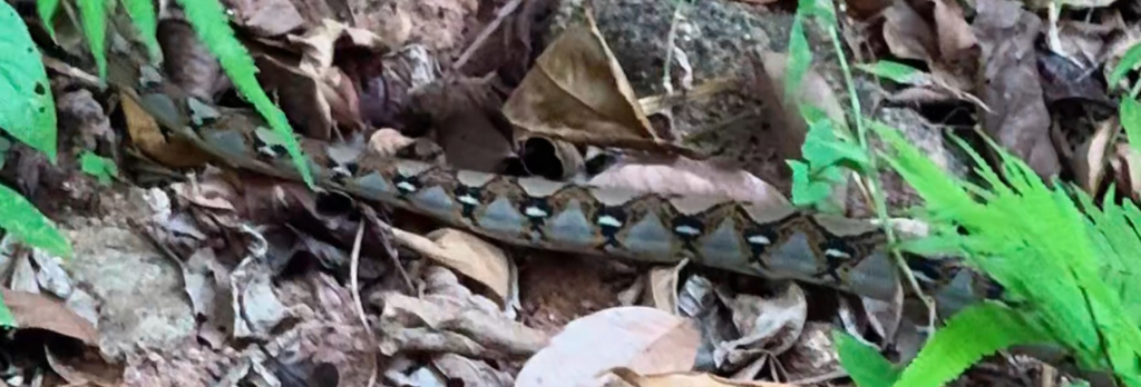 Reticulated Python from Phuket on January 17, 2024 at 10:37 AM by ...