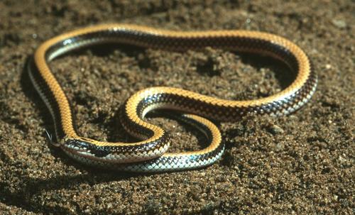 Photo of a Kenya Two-headed Snake (Micrelaps bicoloratus)