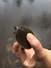 Apalone spinifera aspera