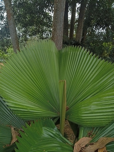 Foto de Palmeira-leque