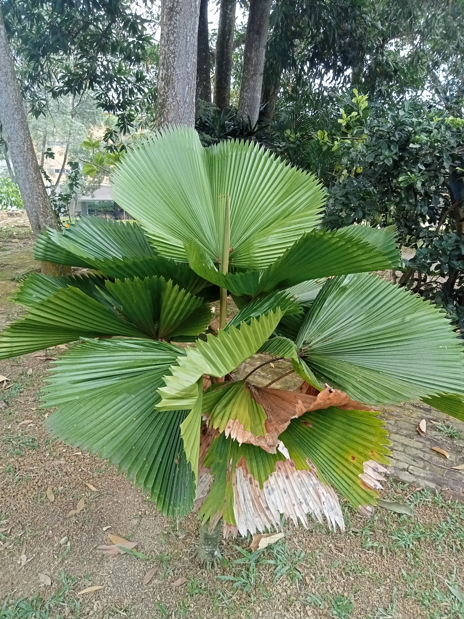 Imagem de Palmeira-leque