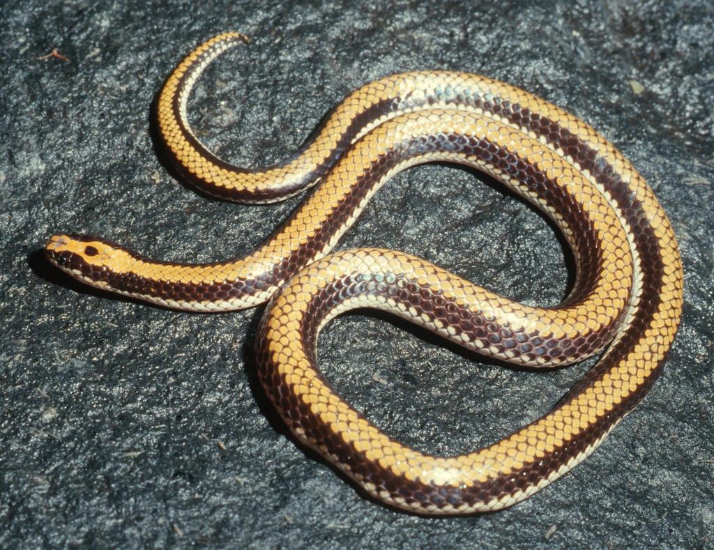 Two-headed Snakes