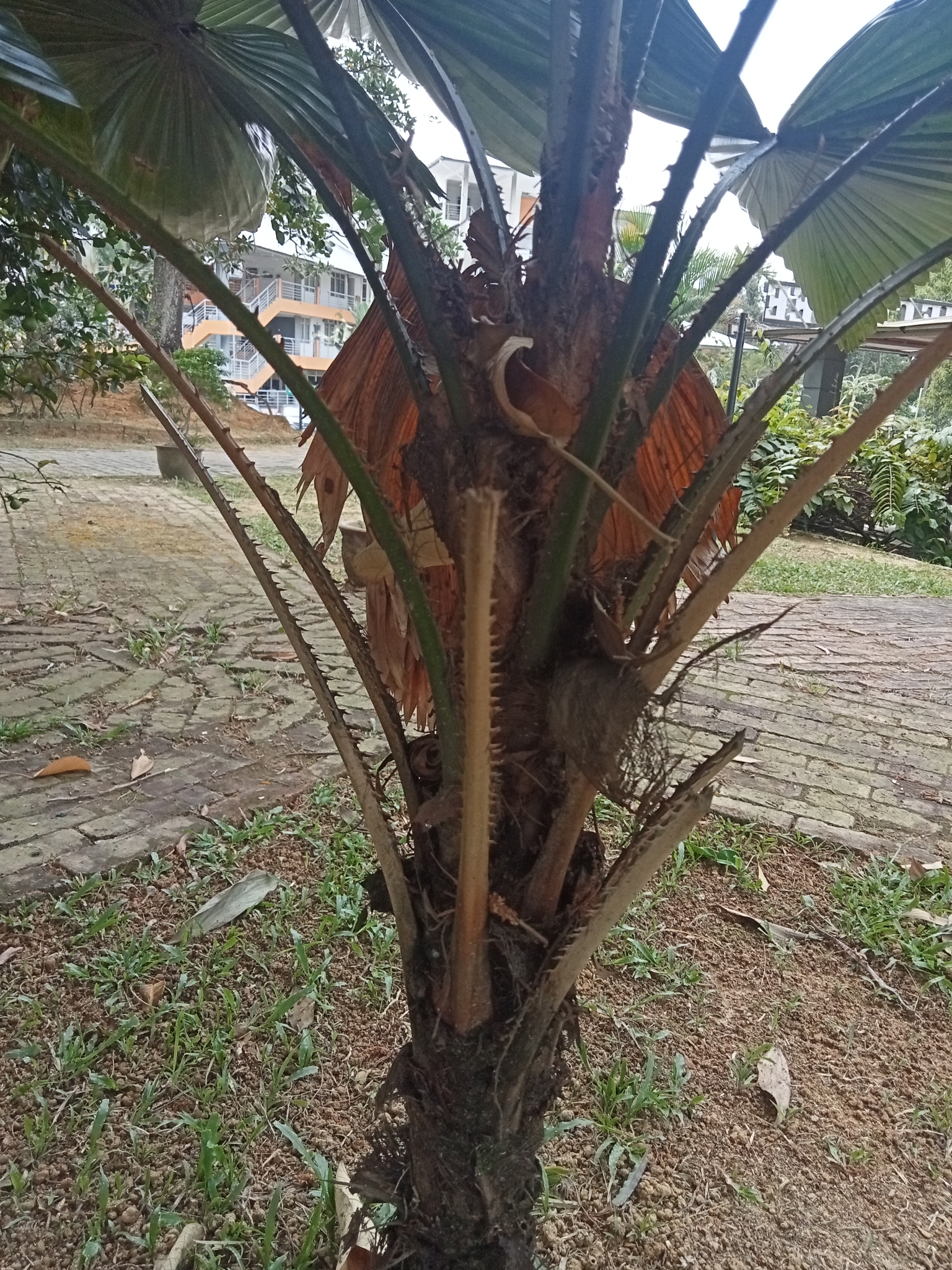 Imagem de Palmeira-leque
