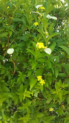 Mussaendeae