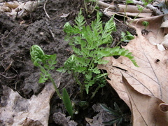 Cystopteris protrusa