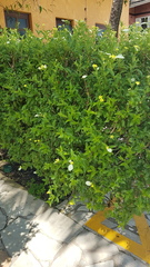 Mussaendeae