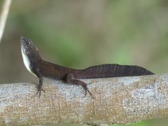Anolis homolechis