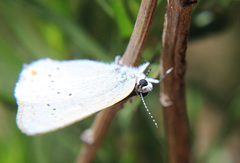 Satyrium sylvinus