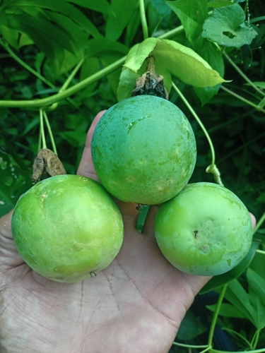 Image of Passiflora serratodigitata by (c) Ramon and Suzanne Vargas, some rights reserved (CC BY-SA)