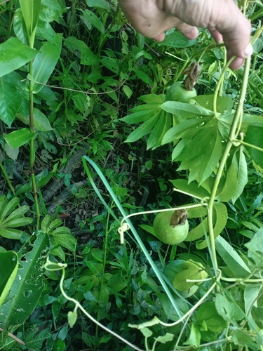 Image of Passiflora serratodigitata by (c) Ramon and Suzanne Vargas, some rights reserved (CC BY-SA)