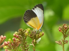 Mylothris chloris chloris