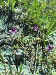 Astragalus rattanii jepsonianus
