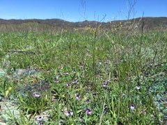 Astragalus rattanii jepsonianus
