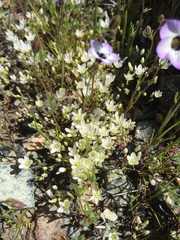 Sabulina californica