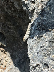 Sceloporus merriami