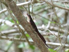 Anolis homolechis