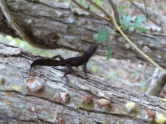 Anolis homolechis