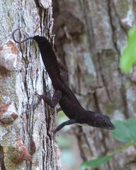 Anolis homolechis