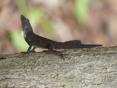 Anolis homolechis