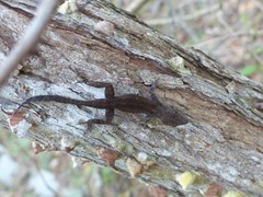 Anolis homolechis