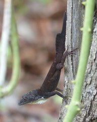 Anolis homolechis