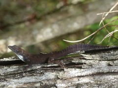 Anolis homolechis
