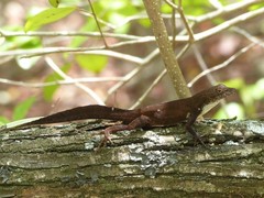 Anolis homolechis