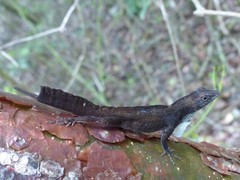 Anolis homolechis