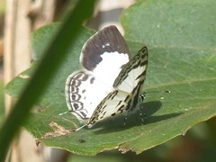 Tuxentius margaritaceus
