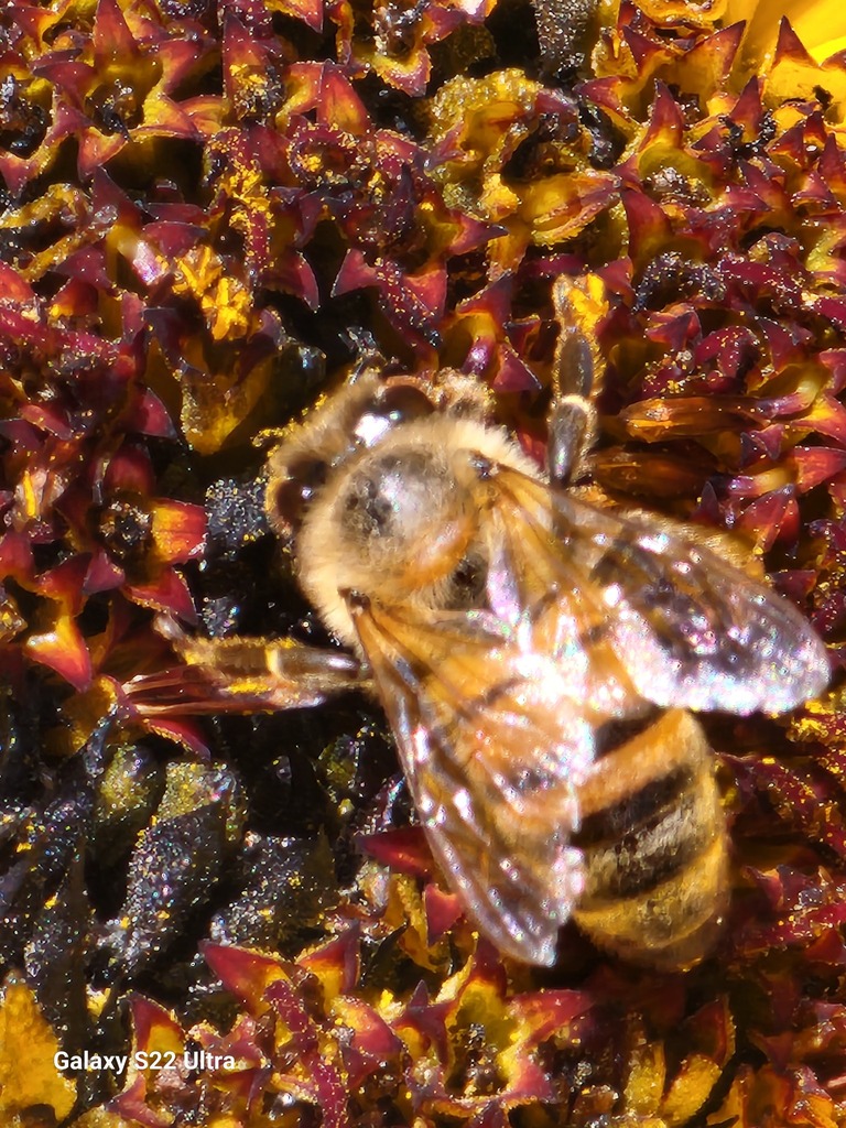 Western Honey Bee from Corona, CA, USA on January 14, 2024 at 12:59 PM ...