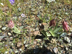 Fritillaria purdyi