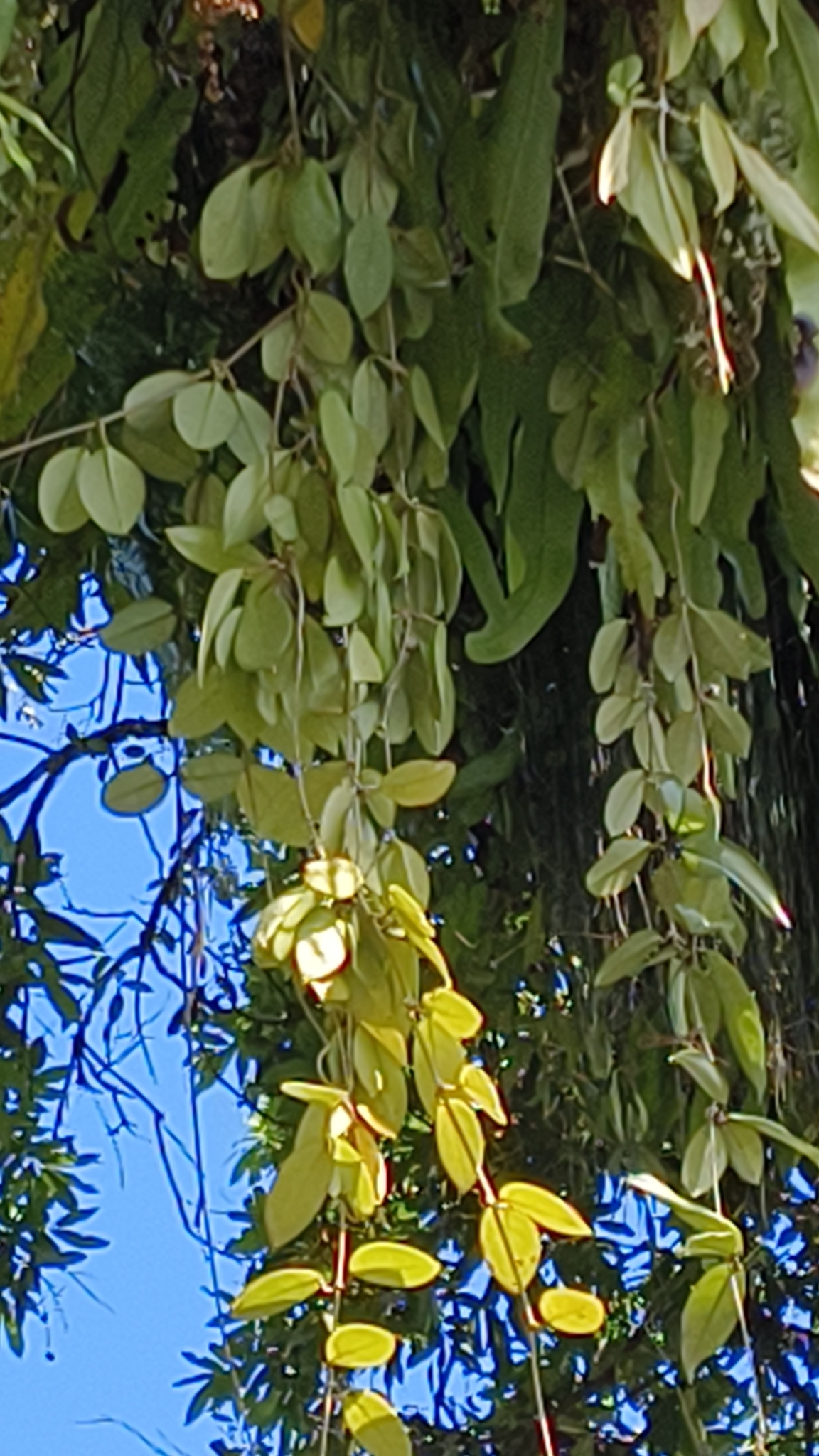 Imagem de Flor-de-cera