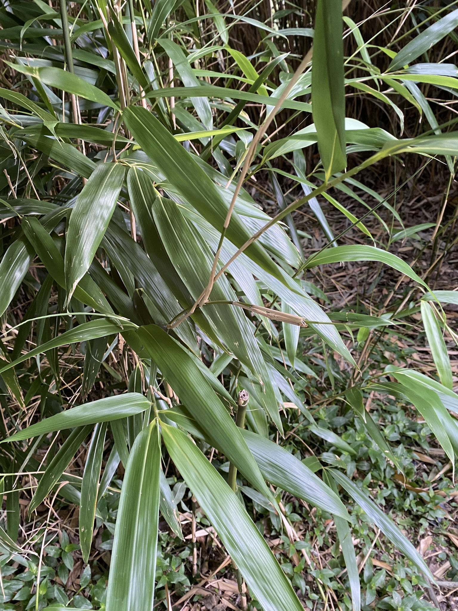 Imagem de Bambu-japonês
