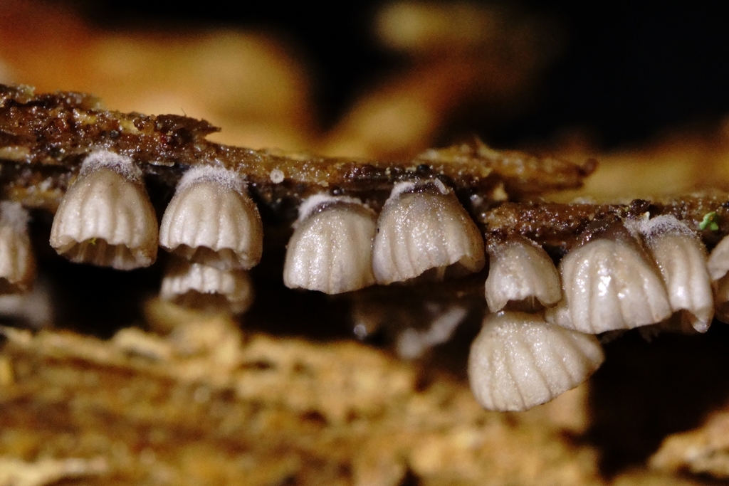 Resupinatus striatulus