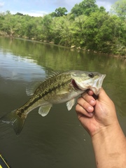 Micropterus henshalli