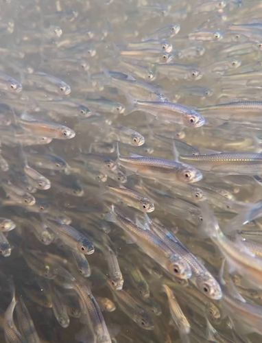 Common emerald shiner (Notropis atherinoides) — Cyprinidae — 5