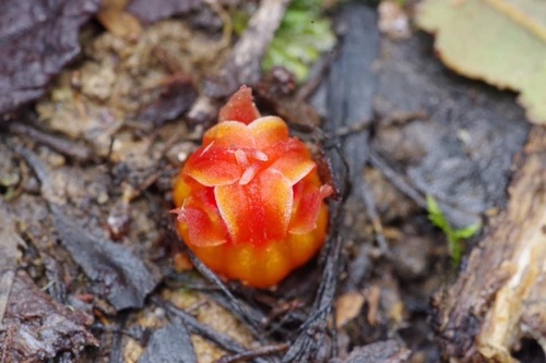 Fairy Lantern (Thismia rodwayi)