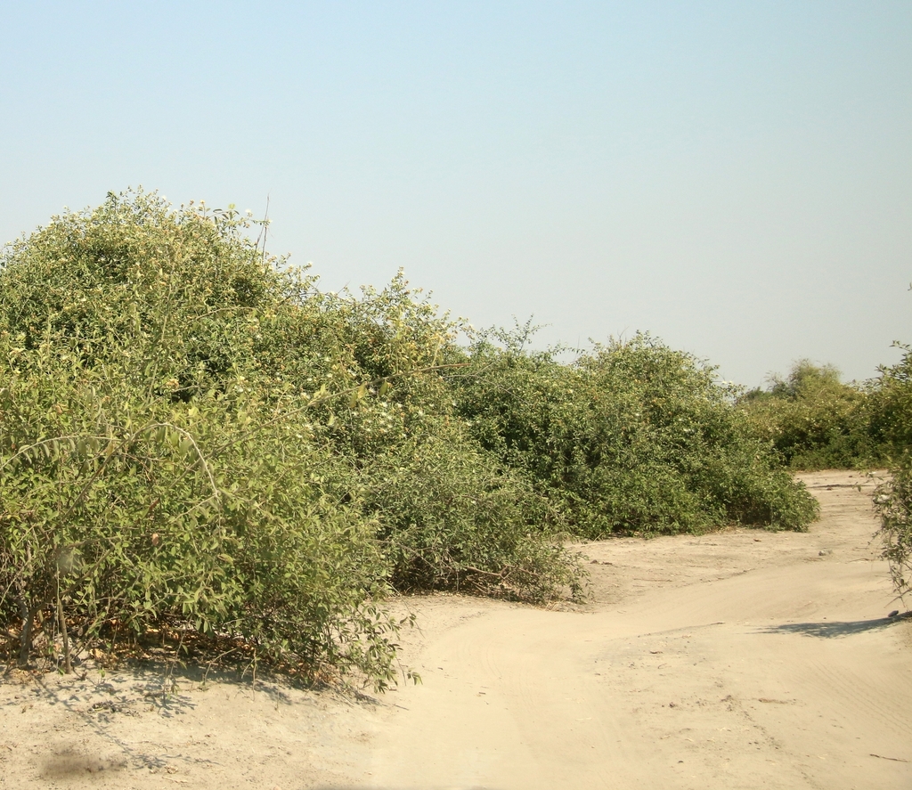 Capparis tomentosa, Chobe District, Botsuana, by Joachim Keller