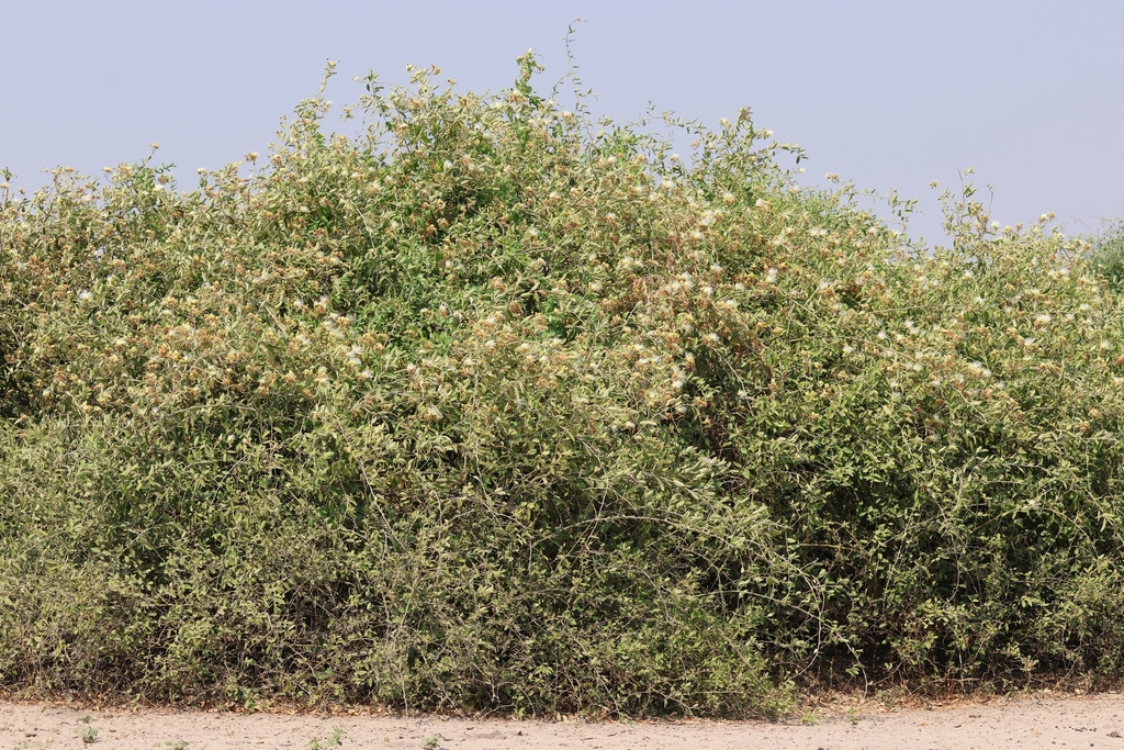 Capparis tomentosa, Chobe District, Botsuana, by Joachim Keller