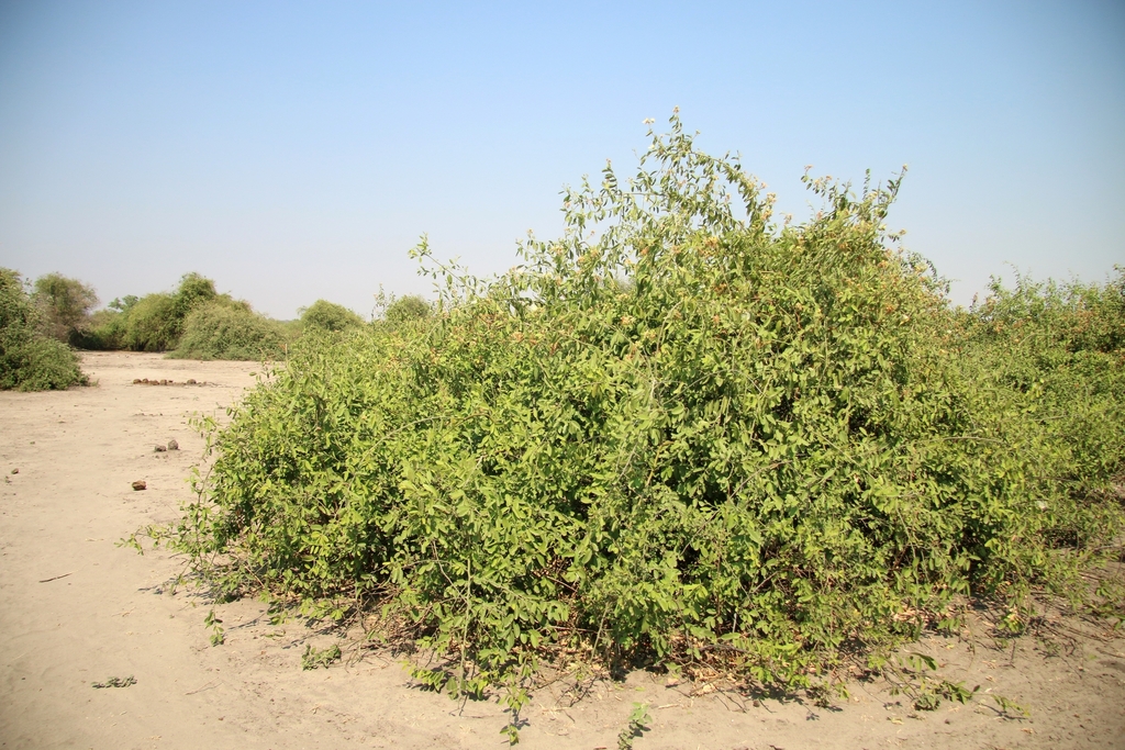 Capparis tomentosa, Chobe District, Botsuana, by Joachim Keller