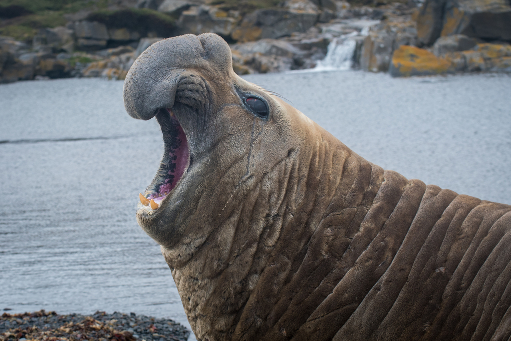 Southern Elephant Seal · Südlicher See-Elefant · Éléphant de Mer du Sud ...