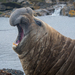 Southern Elephant Seal - Photo (c) Antoine Lamielle, some rights reserved (CC BY-SA)