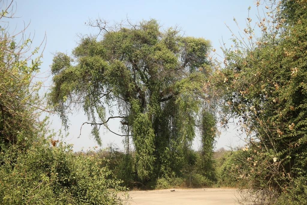 Capparis tomentosa, Chobe District, Botsuana, by Joachim Keller