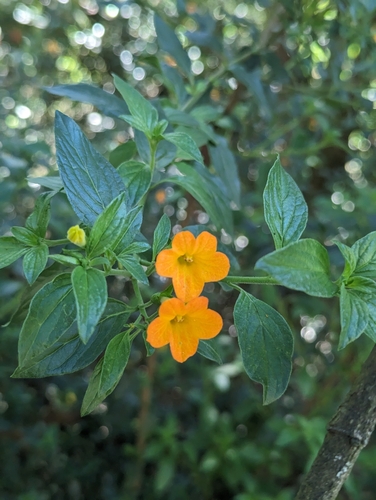 Foto de Marmelinho
